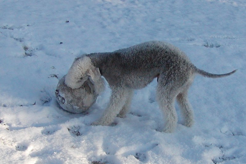 2009-12-19 Quincy.JPG